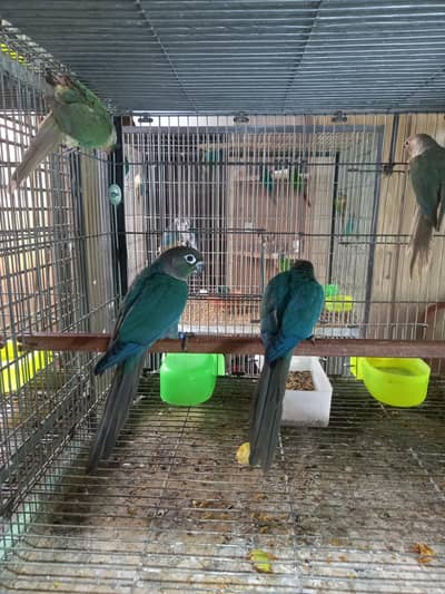 Blue turquoise conures pairs parrots