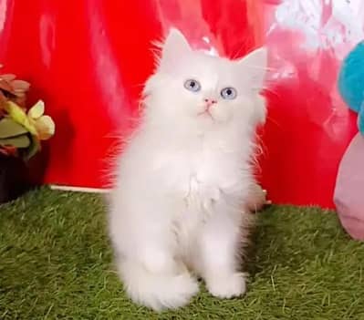 Persian female kitten for sale all Pakistan delivery available