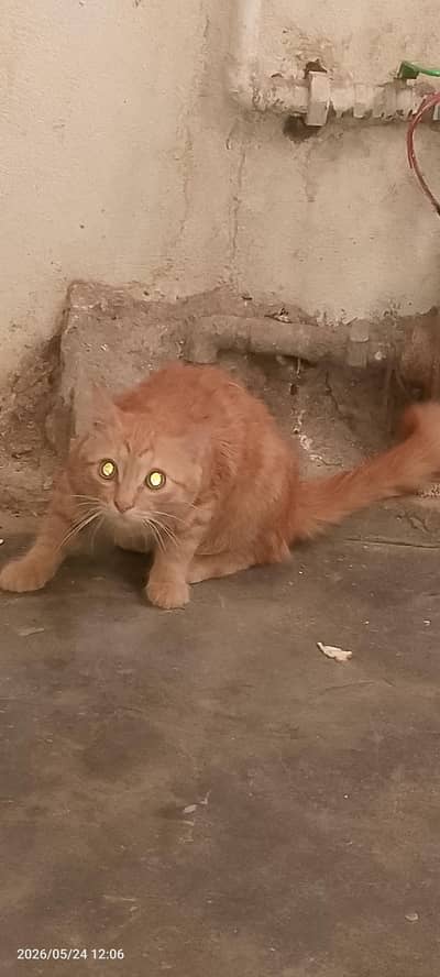 Persian cat