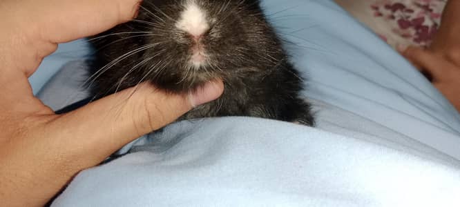 BLACK RARE UNIQUE RABBIT FOR SALE