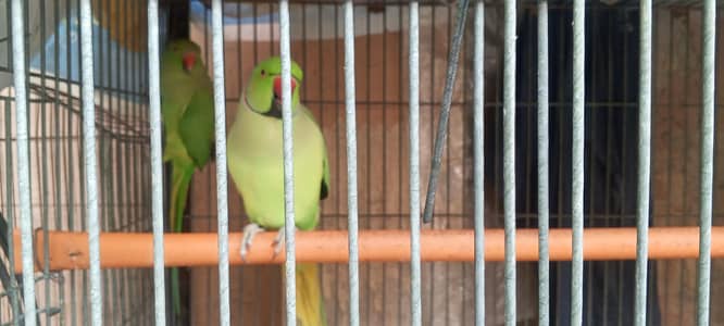 talking  parrots pair for sale