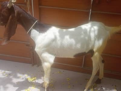 2 dant khassi Bakra