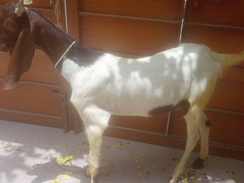 2 dant khassi Bakra 0