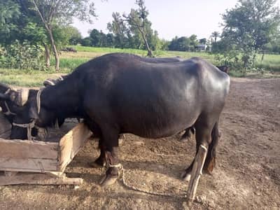 Murrah cross 6 saal ki bhens | 8 Month ki pregnant aur Dosra Soya hai