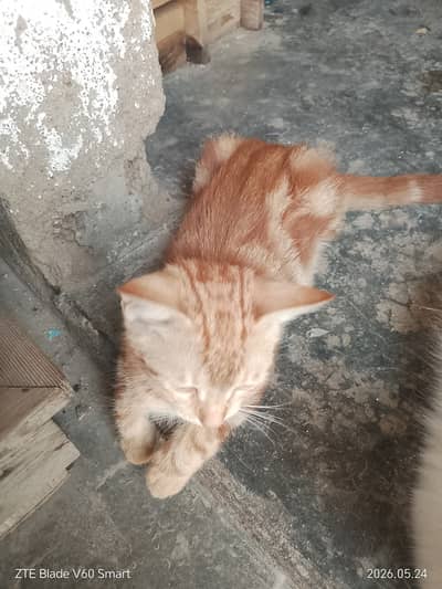 Two orange male female cat