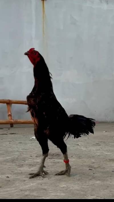 Thai Cross pathay for sale