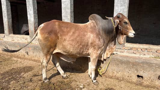 For sale contact 0300 7571499 03034263714