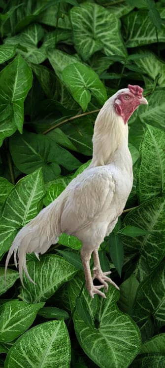 White Aseel Heera Pair for Sale – Pure Breed & Healthy