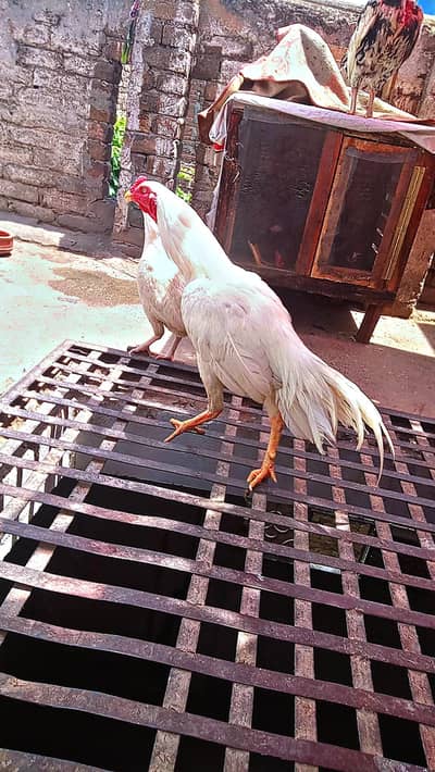 White Aseel Heera Pair for Sale – Pure Breed & Healthy