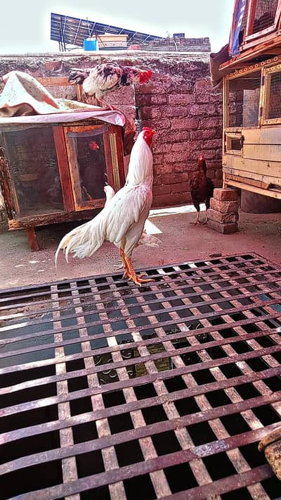 White Aseel Heera Pair for Sale – Pure Breed & Healthy