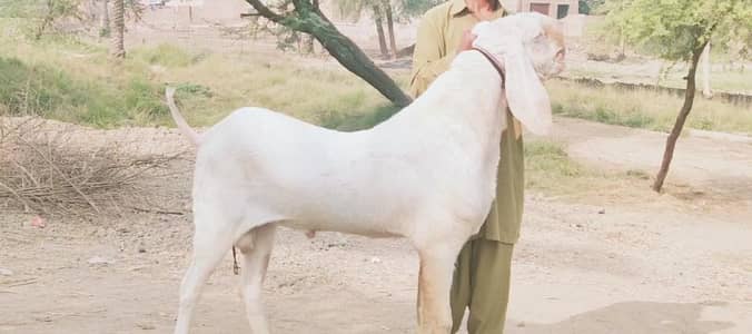 Rajanpuri Qurbani Goat – 2 Teeth Ready for Eid/// +03288110750