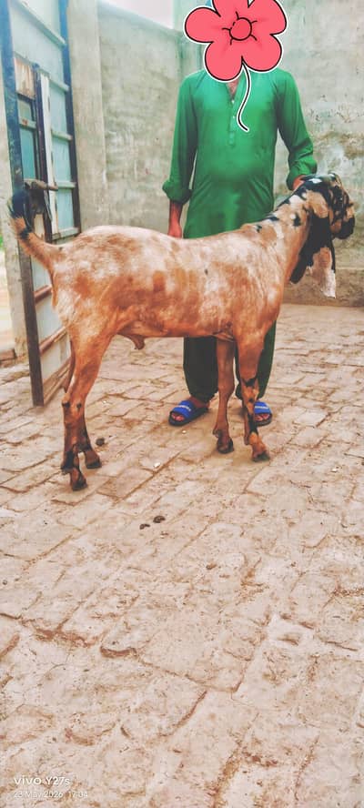Qurbani Ka Khubsurat Bakra For Sale