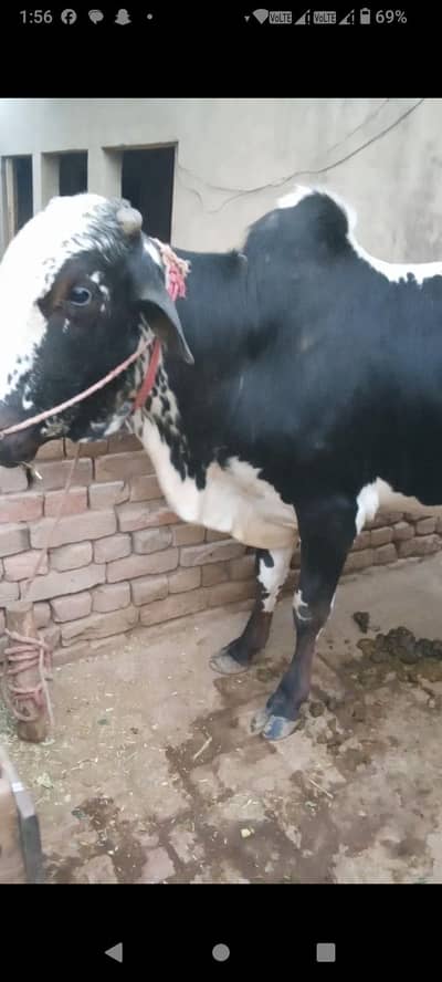 ball sall karna