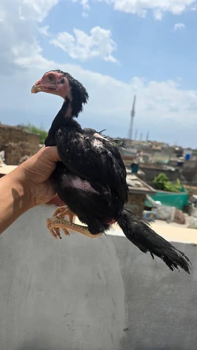 pure black and blue o shamo chicks