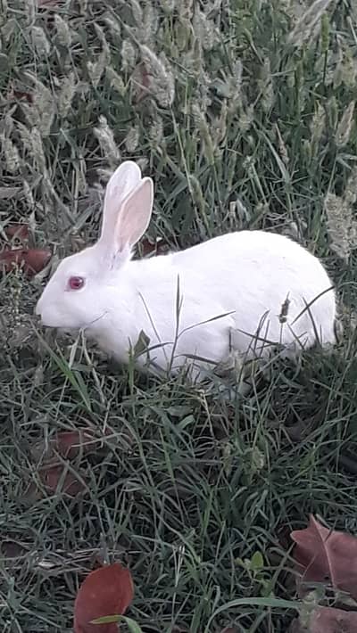 white rabbit red eyes