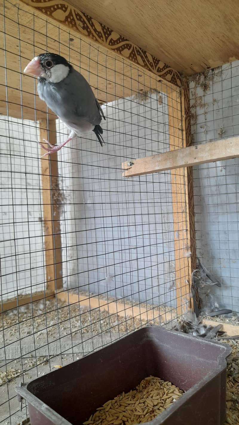 Finches 3