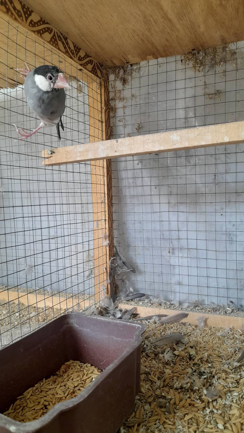 Finches 4