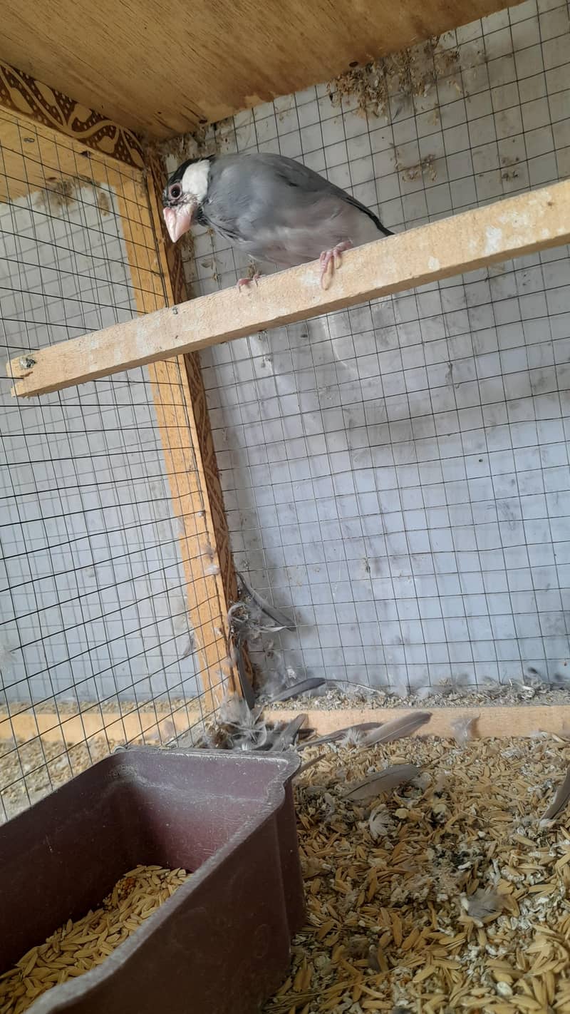 Finches 5