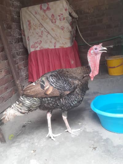 Mashallah Turkey   breeder male available