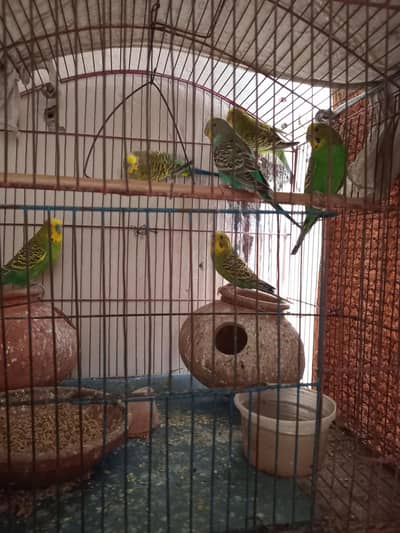 Istalian parrot