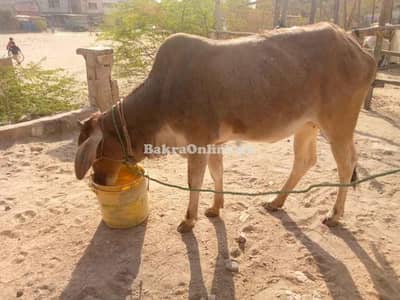 cow hissa avaliable bachya