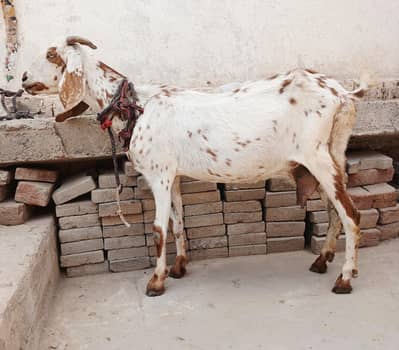 Bakri for Qurbani