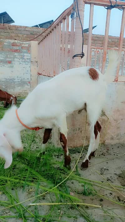 BAKRA FOR QURBANI