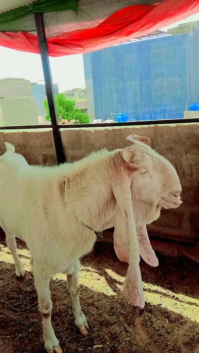 gulabi bakra