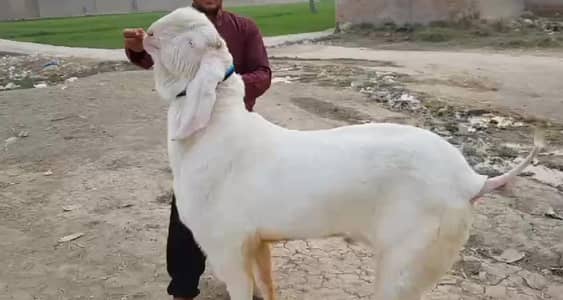Rajanpuri Qurbani Goat – 2 Teeth Ready for Eid/// +03288110750
