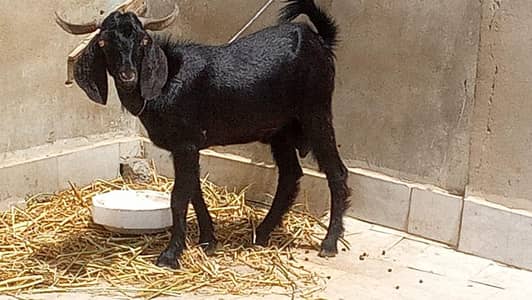 Aandu male for sale