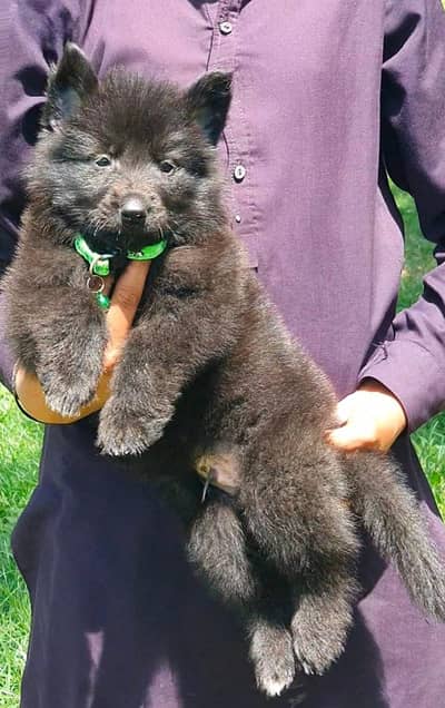 black Shepherd  long coat 2 month male for sale