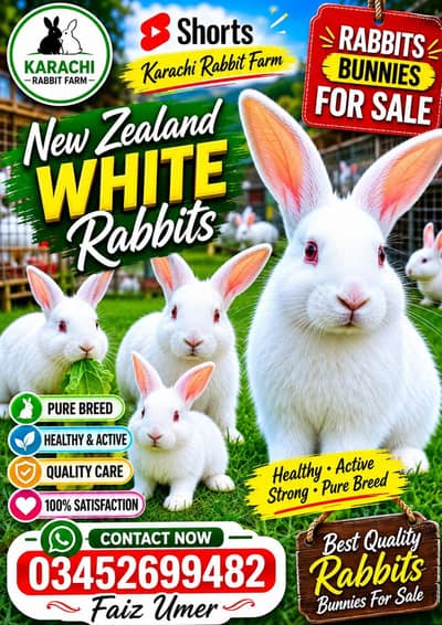 New Zealand white Bunnies For sale.