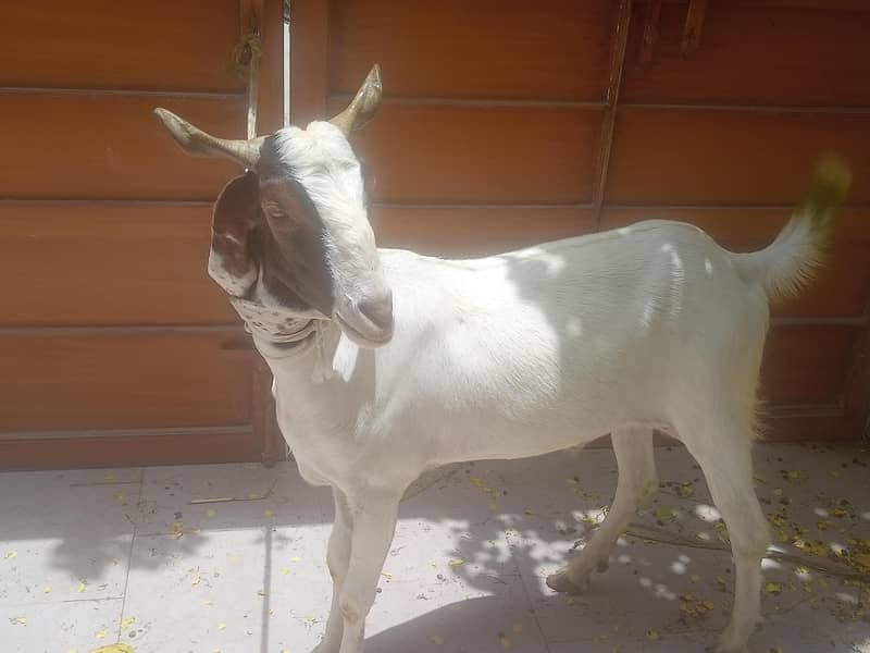 2 dant khassi Bakra 3