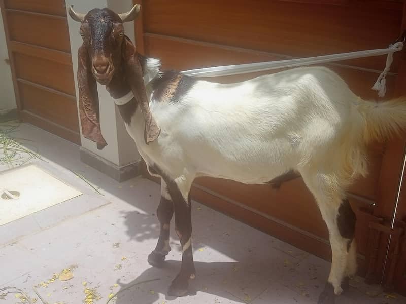 2 dant khassi Bakra 4