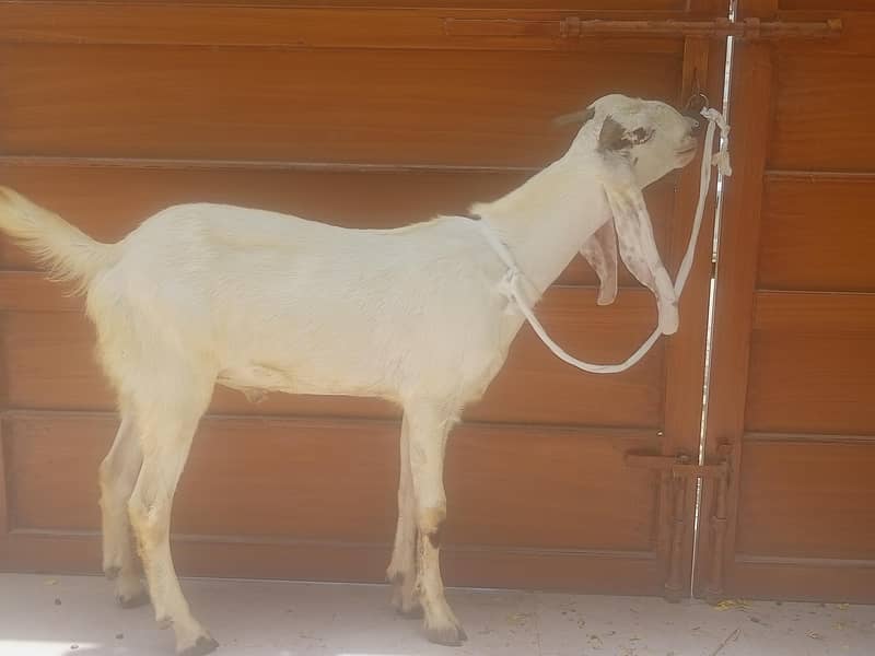 2 dant khassi Bakra 5