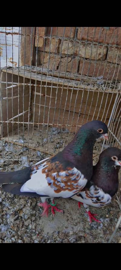 saih kala khal gulli pair