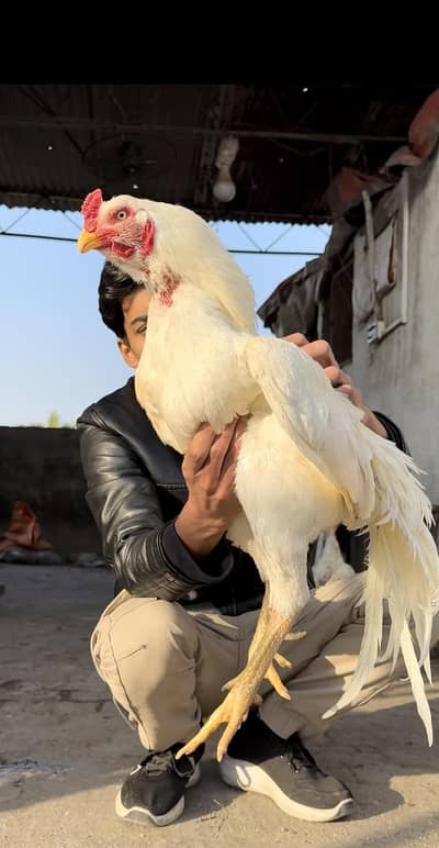 Aseel/Heera aseel/chicks/murga/white black shamo/heera chicks