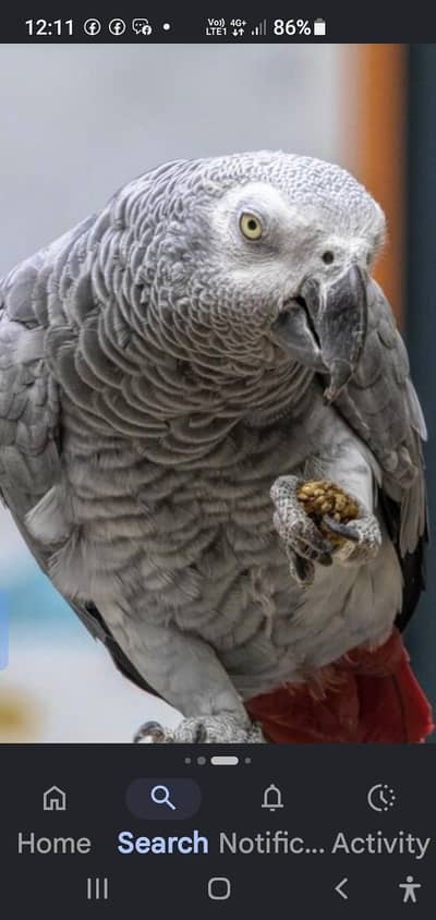 African gray