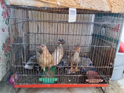 cage 2x1.8 2 hens