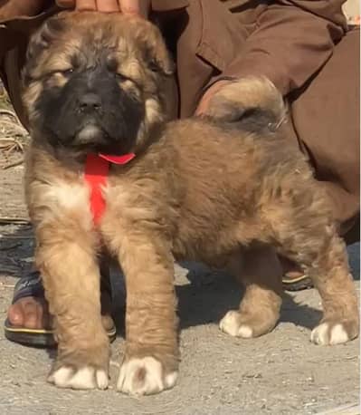 Kurdish kangan security dog 2 month male for sale