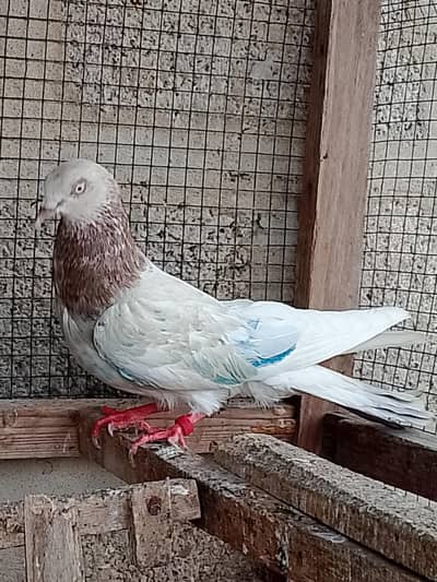 Patti wala outclass flyer white eye