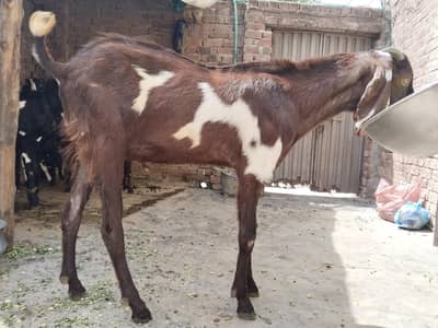 Desi Bakray For sale (Qurbani Purpose) Ghar ka palay huqy
