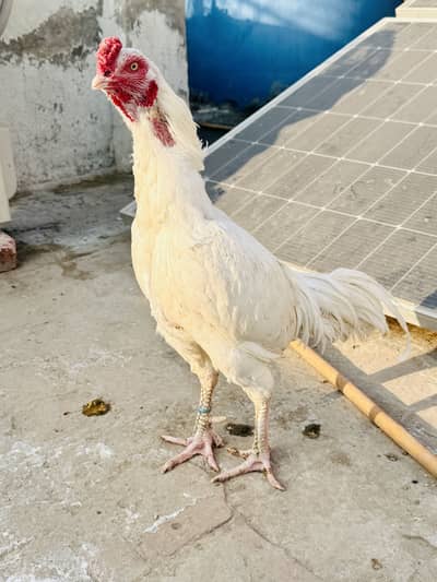 3. Aseel murga for sale.