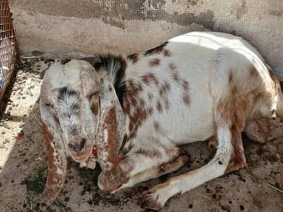 bakra for sell