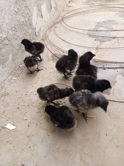 thia dragon aseel chicks 03014237451 call me