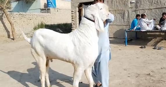 Qurbani Goats Available for Eid ul Adha  Call_03228068418