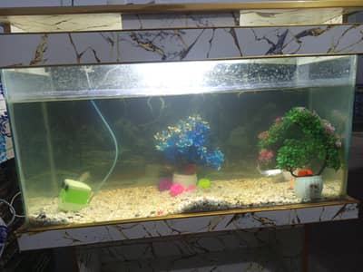  Beautiful Home Aquarium Setup For Sale