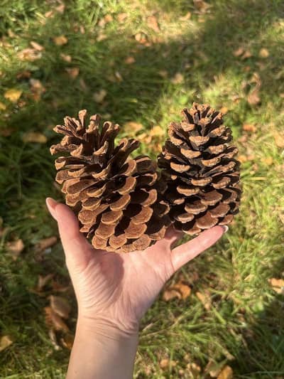  Natural Pine Cones Available 