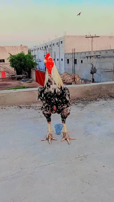 Aseel Murga for sale