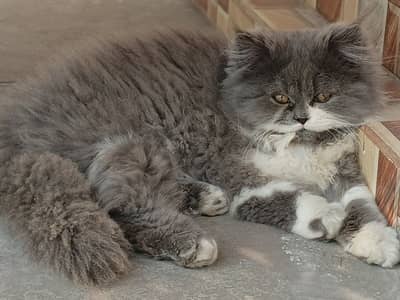 Persian Triple Coat Kitten for Sale